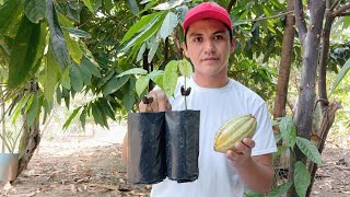 crecimiento de las plantas de cacao después del semillero
