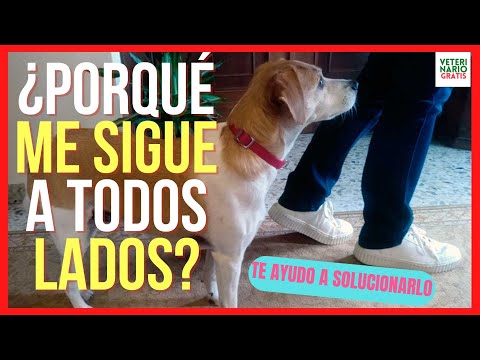 Video: Cómo evitar que tu perro de velcro te siga por todas partes