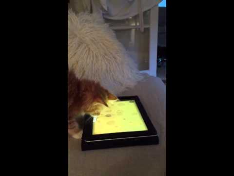 Kitten plays game on tablet
