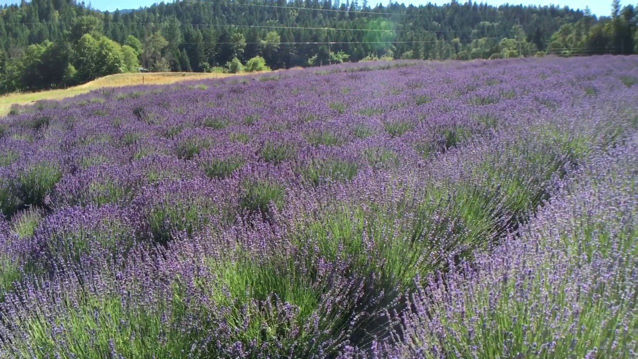 English Lavender Farm on the Southern Oregon Lavender Trail YouTube