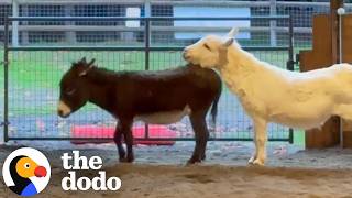Donkey Finally Meets Another Donkey After 10 Years Alone | The Dodo