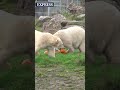 Polar bears Nanook and Noori enjoy Halloween treats at Peak Wildlife Park