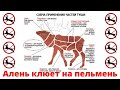 Красная Горка - день массового загона Аленей в ЗАГС