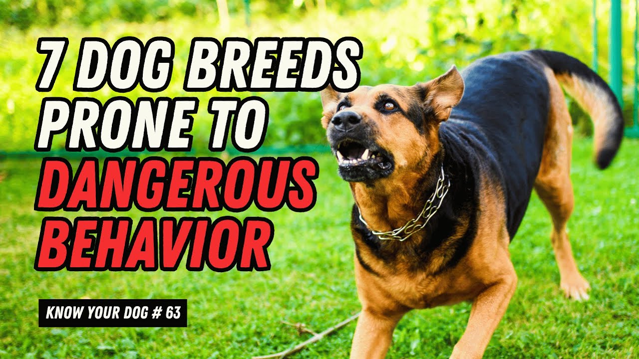 7 Dog Breeds Prone to Dangerous Behavior (And How to Handle Them ...