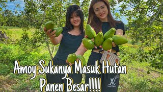 Amoy Kalimantan Kebanyakan Tahan Panas!!Panen Buah Alpokat Di Gunung Pasi Singkawang