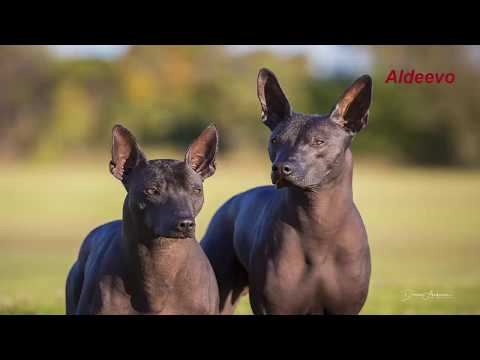 فيديو: Xoloitzcuintli (Xolo) سلالة الكلاب هيبوالرجينيك ، الصحة ومدى الحياة