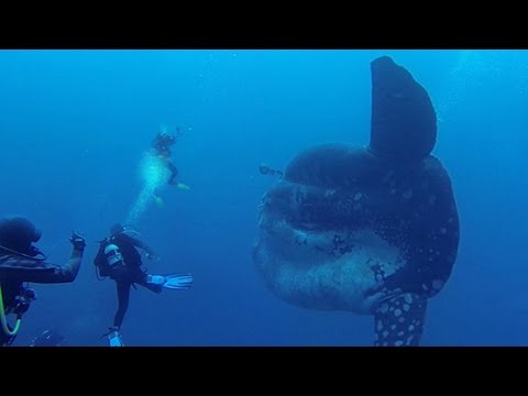 DIVERS ENCOUNTER GIANT FISH DIVERS ENCOUNTER GIANT FISH