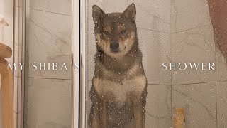 IT'S SHOWER TIME! *realistic* shower for a SHIBA INU 🧼 🫧 shibe grooming series by Aoki and Anaïs 2,271 views 7 months ago 5 minutes, 8 seconds