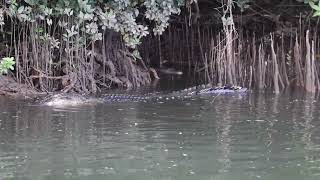You called @Crocwhisperer