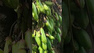 Asam Telunjuk Belacan