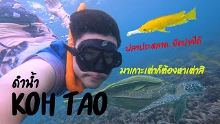 ตามหาเต่าที่เกาะเต่า [LEAFANT AQUA EP.5]