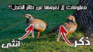 معلومات اول مره تسمعها عن طائر الحجل!!التفريق بين الذكر والأنثى و يبيض ٢٠ بيضه!!وغيرها