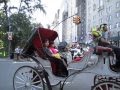 Amazing horse carriage rides in new york central park manhattan