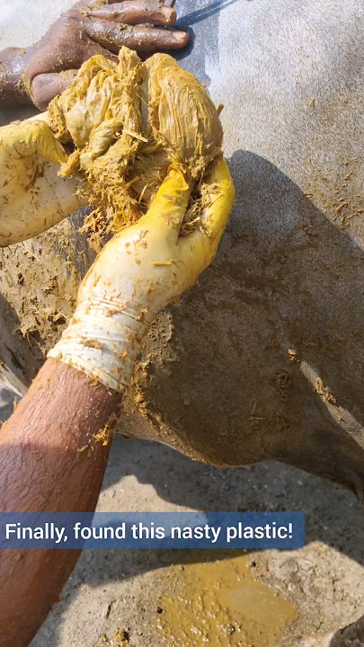 Successful Recovery of Plastic Cover from Cow's Rumen: A Call for Better Waste Management Practices
