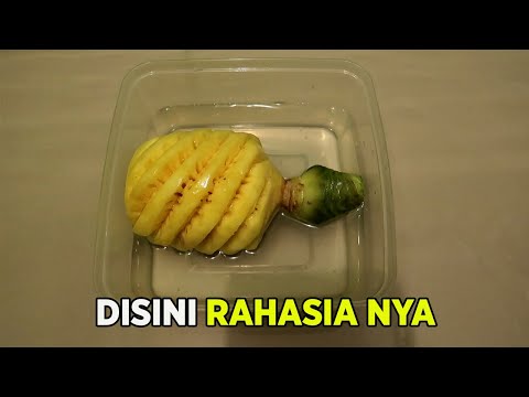 Video: Cara Memilih Dan Menyimpan Nanas