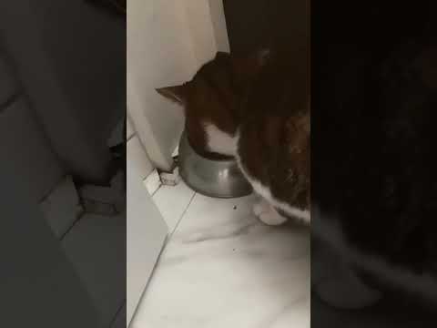 Just eating whiskas what about you:) #funny #cat #whiskas