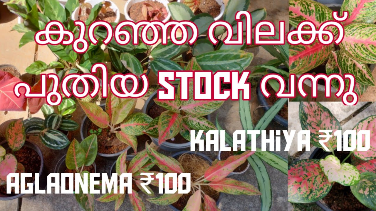 Aglaonema & Kalathiya Plants sale / Low Price Plants sale / Plants sale YouTube