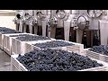 How wine is made in factory  knowing this will change your look at wine for ever