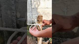 I Believe 100% This Knot Is Simple,Fast And Reliable