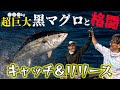 巨大黒マグロと格闘!100kgオーバーのマグロとシングルファイト!キャッチ&リリースに成功