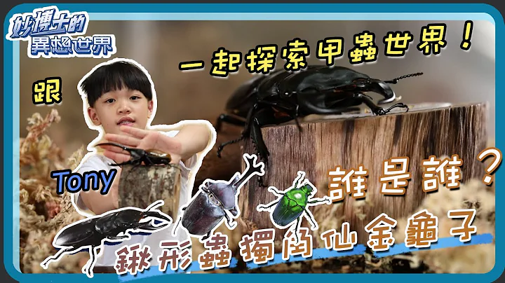 【妙博士的異想世界】20210916 - 認識鞘翅目昆蟲 ．甲蟲 - 天天要聞