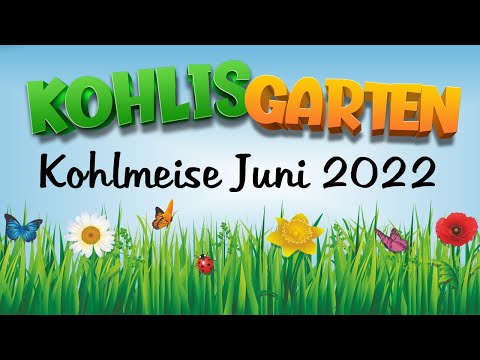 Kohlmeise am Kirschbaum Juni 2022