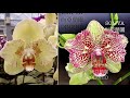ЗАДОХНУЛИСЬ у этой ОРХИДЕИ КОРНИ спасаем орхидею после пересадки