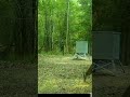 Big Buck