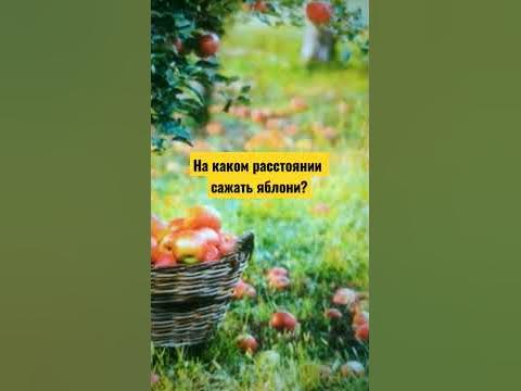 Какое расстояние между яблонями перед посадкой саженцев - YouTube
