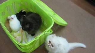 Kitten and mysterious basket !! (Part 2) by Soheil Ta 45,587 views 15 years ago 2 minutes, 19 seconds