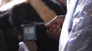 Information Estrous Detector cows.wmv News