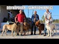 DEV KÖPEKLER ! ŞAMPİYONLAR LİĞİ ( İngiliz mastiff, Tibet Mastif, Alabai ve Japon Tosa ) Büyük Köpek