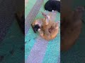 #puppy #puppies #shorts #puppy #puppyday #pets #shortsviral #shortsfeed #cute #cutepuppy #short
