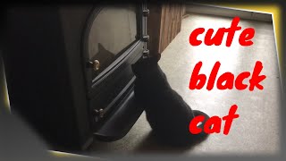 funny cat chilling at the fire place