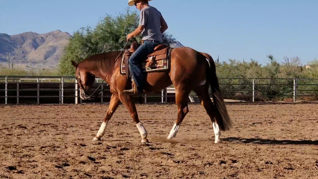 Reining Horse For Sale by Steve Wolfe YouTube