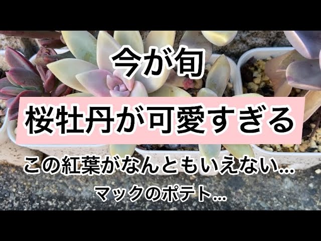 多肉植物　桜牡丹　ムスコーサ