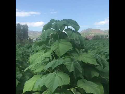 Ostar Pavlonya Paulownia Youtube