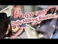 HOW TO MILK A GOAT BY HAND, Making Homemade Goat Dewormer (First Time!), + FREEZING Goat Milk!