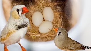 طريقة تراوج طائر الزيبرا فينش و العش المناسب و تحديد جهوزية الذكر والانثى و شكل العش و بيض عصفور الز