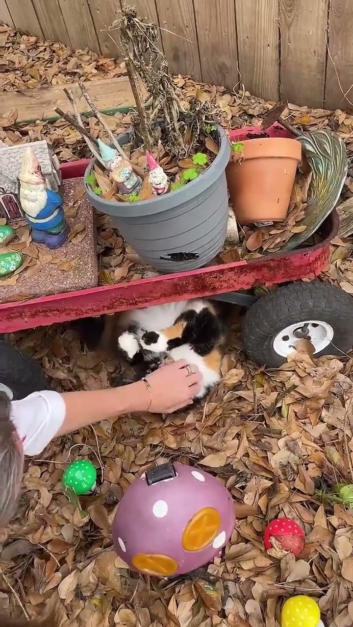 Cat Mechanic Works on Wagon || ViralHog