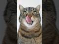 Misti The Tongue Specialist 😸😛😸 #cat #funnycat #viral