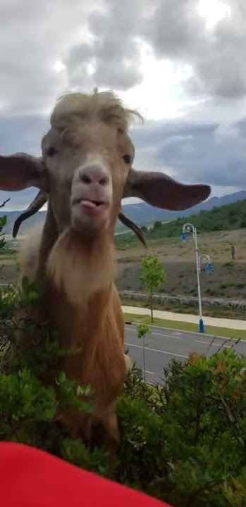Video kelakar kambing mengejek tuannya