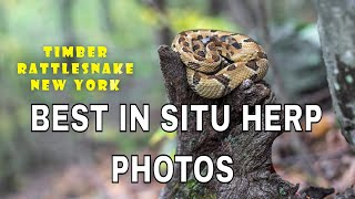 BEST IN SITU HERP IMAGES screenshot 5