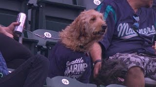 Oak Bark At The Park At Safeco Field