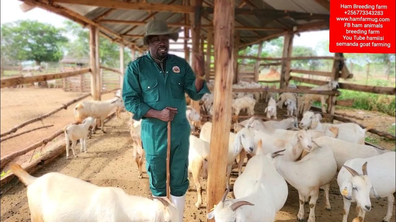 Know The Common Challenges Of Goat Farming In Different Seasons the know-the-common-challenges-of-goat-farming-in-different-seasons-the