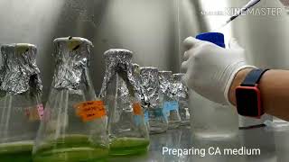 How to culture green algae in CA medium