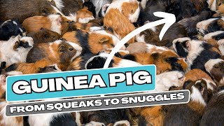 Guinea Pig! From Squeaks to Snuggles: Understanding Behavior and Biology