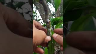 ‼️Easy and Simple Grafting Mango Tree