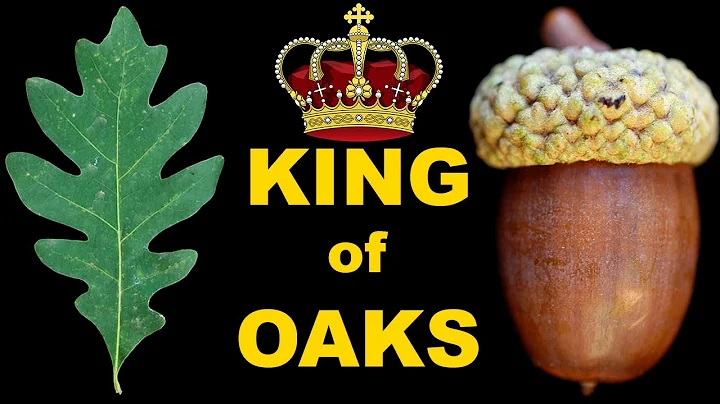 Become an EXPERT on the White Oak in Under 5 Minutes!