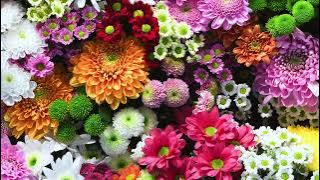 Flowers by Bob Bradley and Thomas Balmforth (Audio Network)